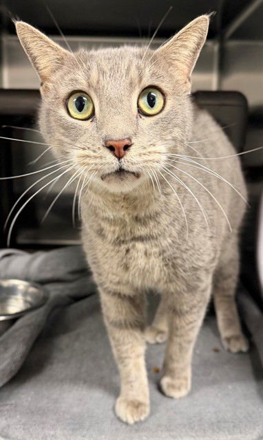 WADE - Domestic Short Hair available for adoption