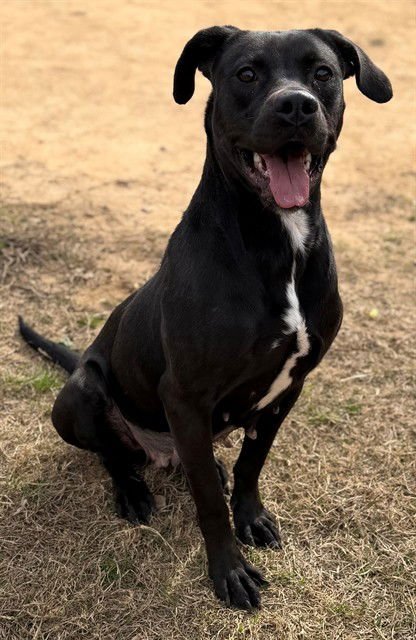 BEAUTY - Pit Bull Terrier available for adoption