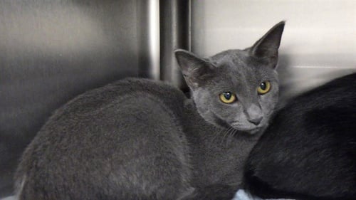 GREY - Domestic Short Hair for adoption in Augusta