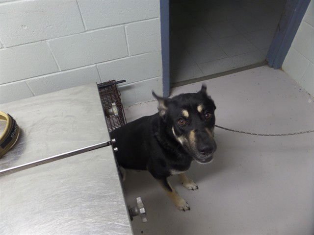 SHADOW - Siberian Husky / German Shepherd Dog available for adoption