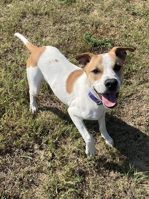CROISSANT - Pit Bull Terrier for adoption in Augusta