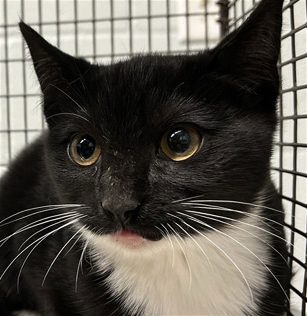 JOCELYN - Domestic Short Hair available for adoption