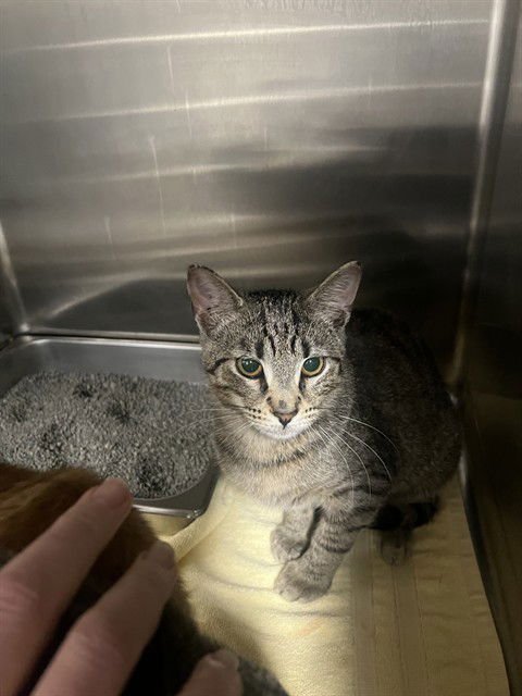 ZUCCHINI - Domestic Short Hair available for adoption