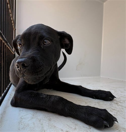 FENRIR - Labrador Retriever for adoption in Augusta