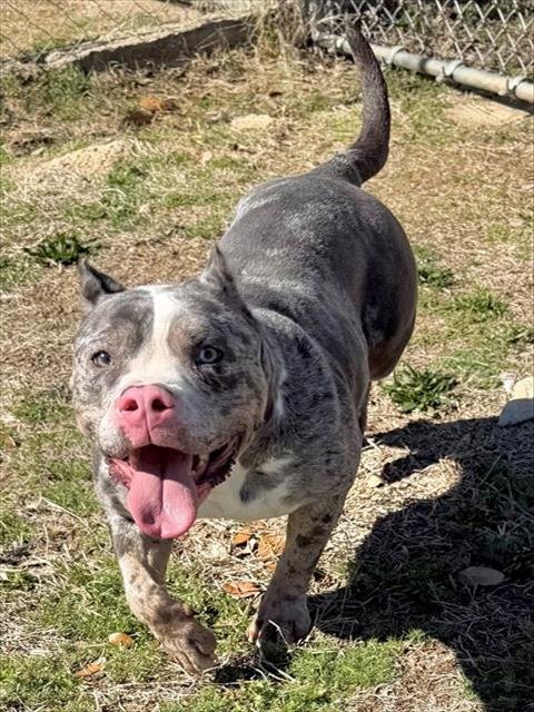 NATURE - Pit Bull Terrier available for adoption