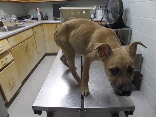 PENNE - German Shepherd Dog for adoption in Augusta