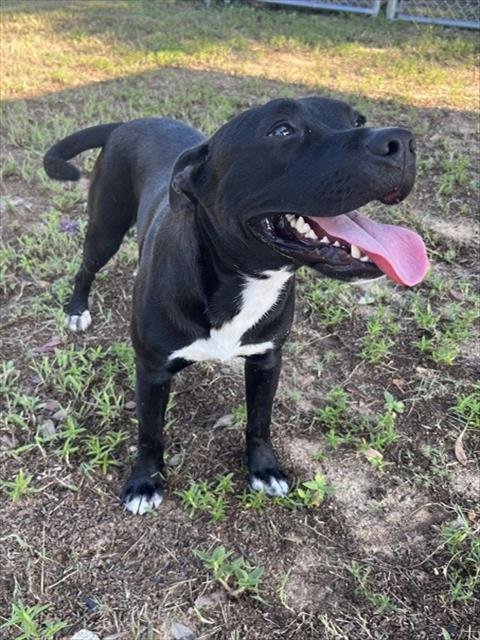 UMBRA - Pit Bull Terrier for adoption in Augusta