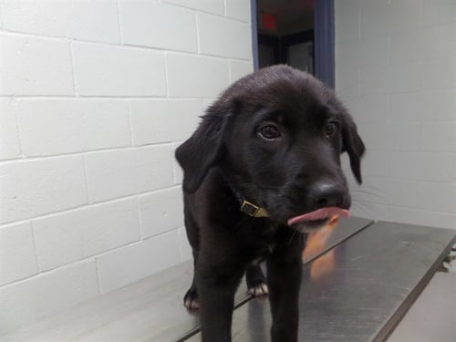 LIZZIE - Labrador Retriever available for adoption