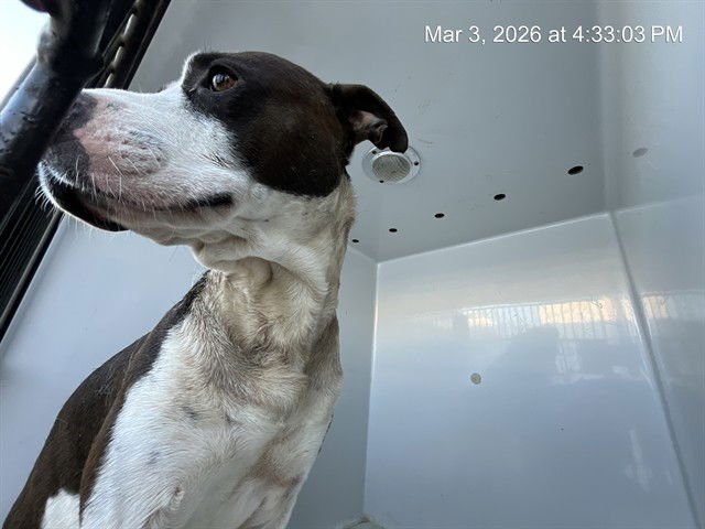 TACO - Pit Bull Terrier for adoption in Augusta