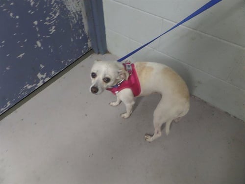 DAKOTA - Chihuahua for adoption in Augusta