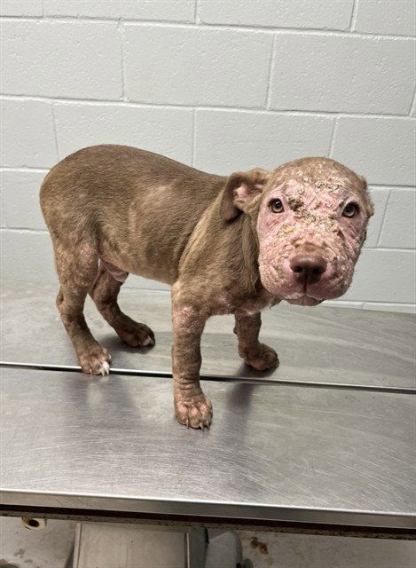 BUTTER BEAN - Pit Bull Terrier available for adoption
