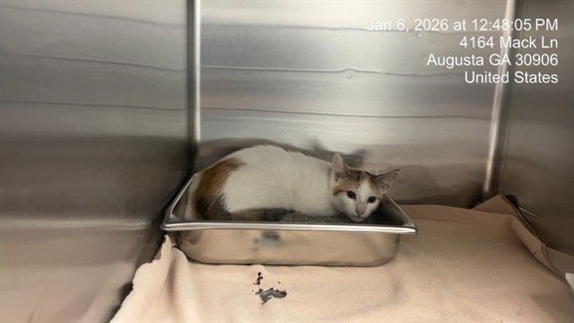 ALAKAZAM - Domestic Short Hair available for adoption