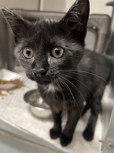 FLAPJACK - Domestic Short Hair available for adoption