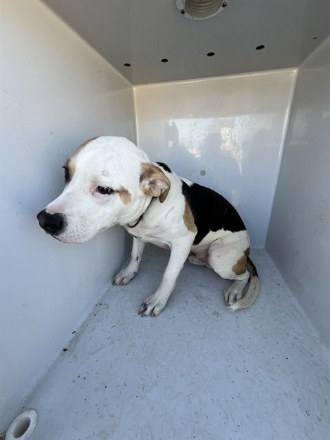 COOPER - Pit Bull Terrier available for adoption