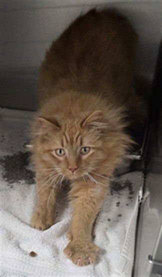 HANK - Domestic Long Hair available for adoption