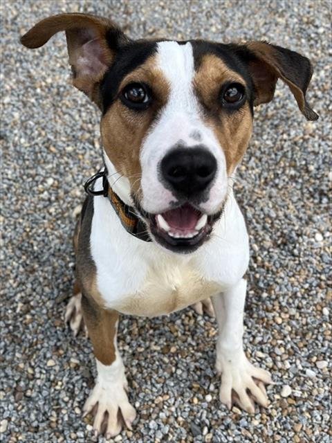 LOCKLAN - Beagle available for adoption