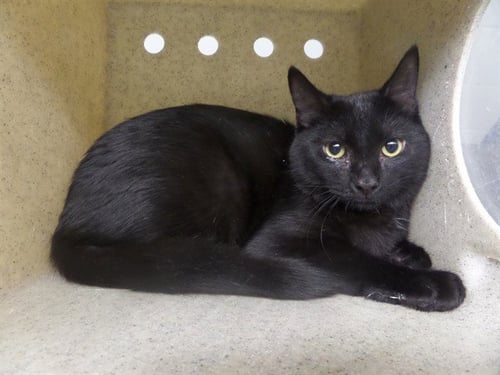 MOE - Domestic Short Hair for adoption in Augusta