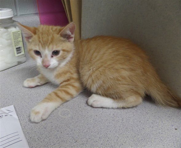 WILL - Domestic Short Hair available for adoption