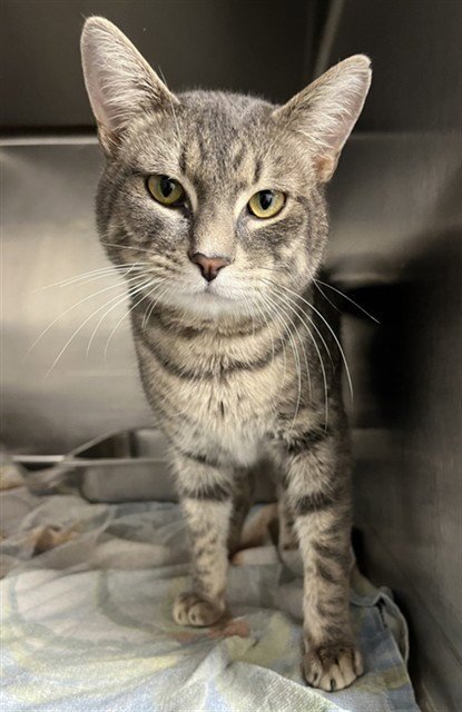 GOOBER - Domestic Short Hair for adoption in Augusta