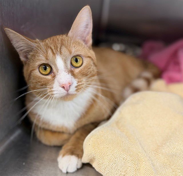 HARRIS - Domestic Short Hair available for adoption