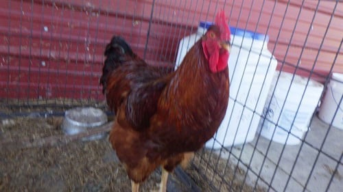 GUY FIERI - Chicken available for adoption