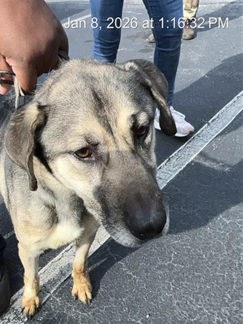 YOYO - German Shepherd Dog available for adoption