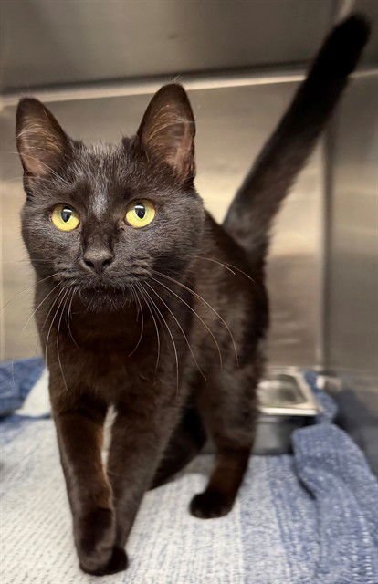 IANTHE - Domestic Short Hair available for adoption