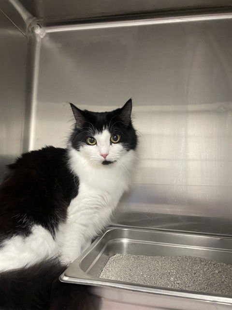 OPHELIA - Domestic Medium Hair available for adoption