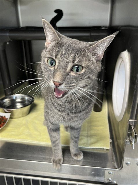 CASPER - Domestic Short Hair for adoption in Augusta
