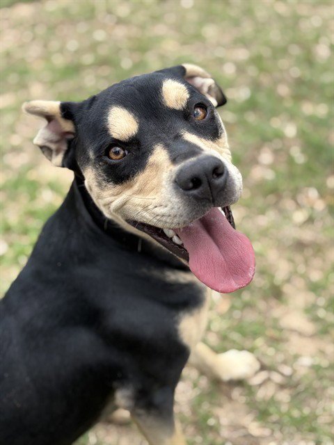 CARA - Pit Bull Terrier for adoption in Augusta