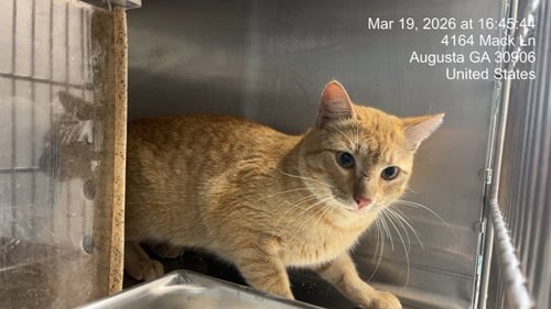 DARWIN - Domestic Short Hair available for adoption