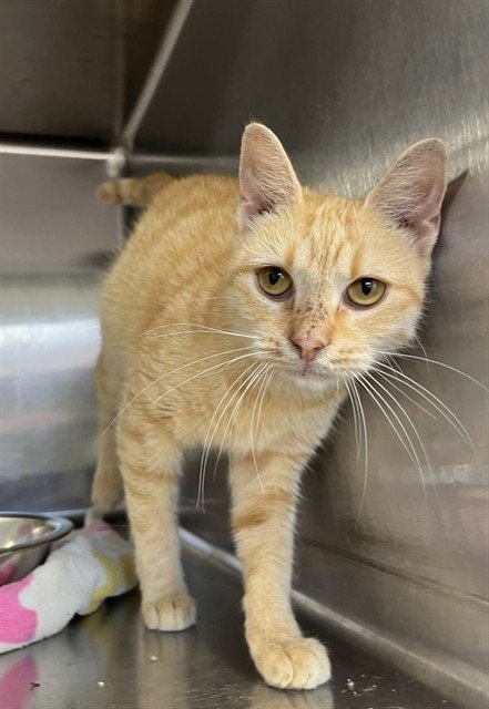 MARMALADE Image