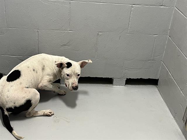 SCOOBY - Pit Bull Terrier available for adoption