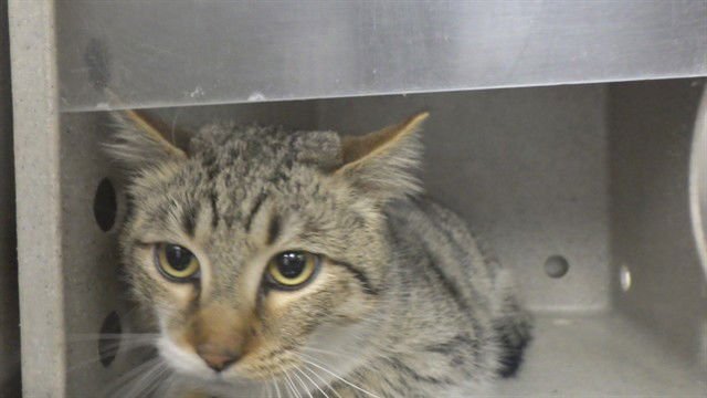 OREO - Domestic Short Hair available for adoption