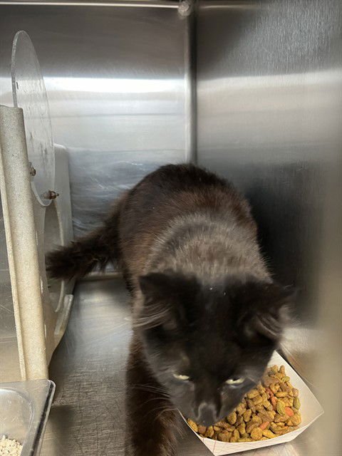 VELVET - Domestic Short Hair available for adoption