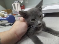 DEXTER - Photo 1
