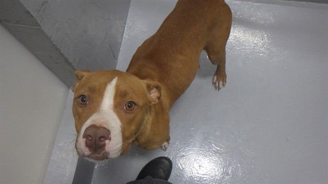NUTMEG - Pit Bull Terrier available for adoption