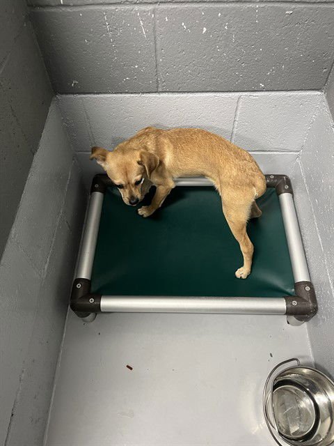 HOPPER - Chihuahua available for adoption