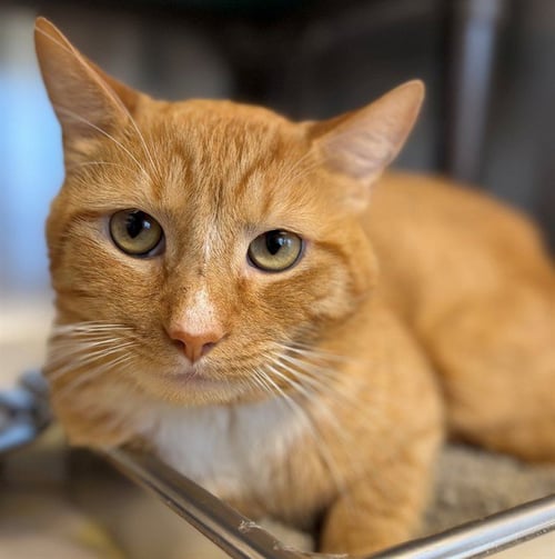 EDDIE - Domestic Short Hair available for adoption