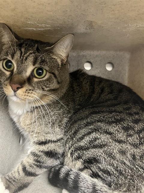 GEORGIA - Domestic Short Hair available for adoption