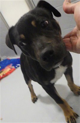 RIPLEY - Pit Bull Terrier available for adoption