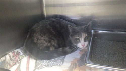 TEMPEST - Domestic Short Hair available for adoption