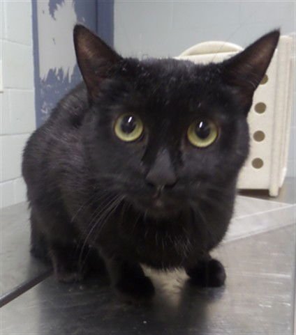 CHRISSY - Domestic Short Hair available for adoption