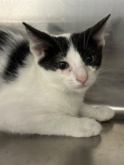 MORSEL - Domestic Short Hair for adoption in Augusta