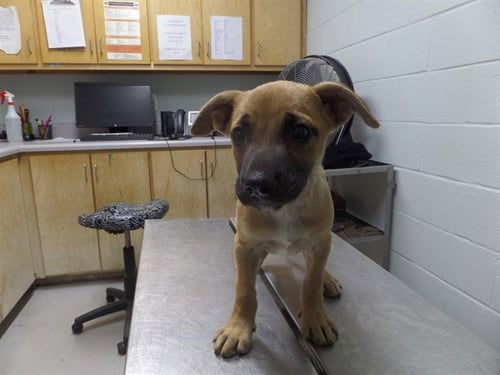 ORZO - Black Mouth Cur available for adoption