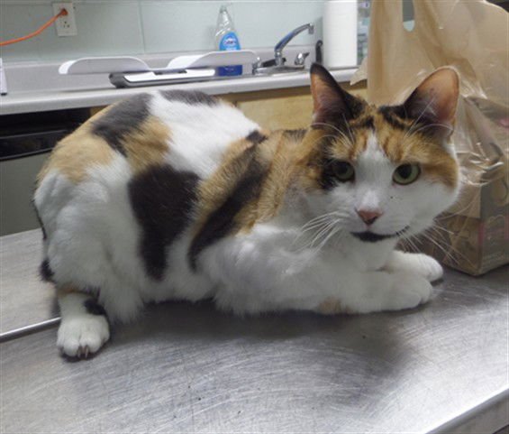 CALLIE - Domestic Short Hair available for adoption