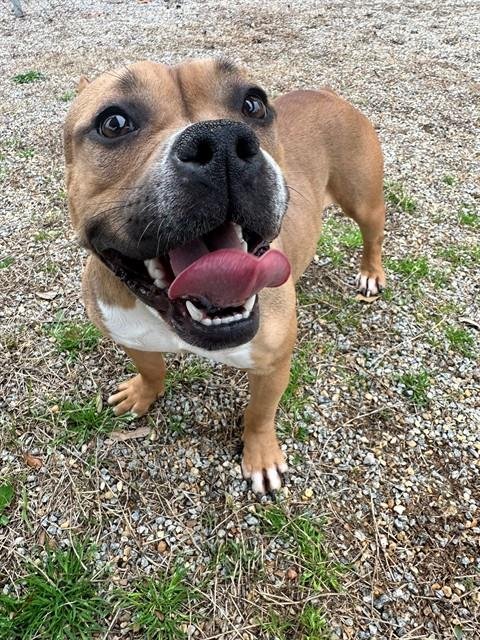 CHEVY - Pit Bull Terrier available for adoption