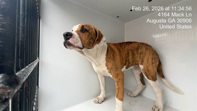 DAYNA - Pit Bull Terrier available for adoption