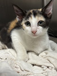 SUNDAE - Photo 1