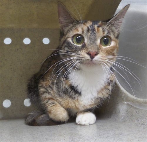 ANAIS - Domestic Short Hair available for adoption